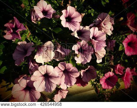 Pink And Purple Petunias On The Flowerbed. Lush Flowering Of Summer Flowers. Petunia Or Petunia Is A