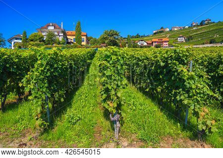 Admirable Gardens And Terraced Vineyards On The Hills, Rivaz, Canton Of Vaud, Switzerland, Europe