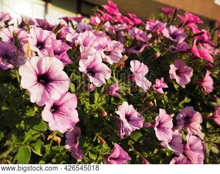 Pink and purple petunias on the flowerbed. Lush flowering of summer flowers. Petunia or Petunia is a