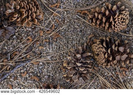 Background Of Conifer Pine Cones From A Ponerosa Pine Tree On Gravel And Dirt Surrounded By Twigs, P