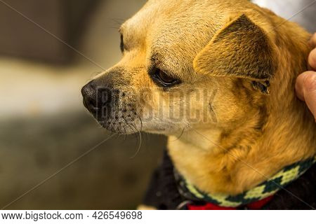 Older Mixed Chihuahua Terrier Dog In The Arms Of A Trainer And Caretaker At A Dog Resue Facility