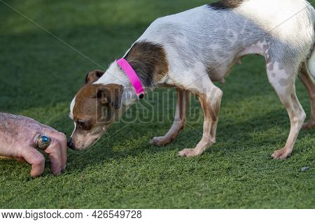 Older Mixed Chihuahua Terrier Dog In The Arms Of A Trainer And Caretaker At A Dog Resue Facility