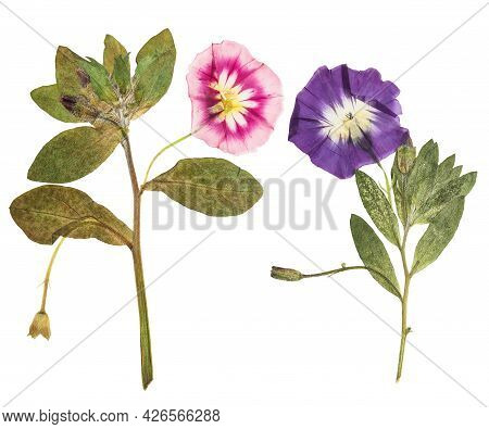 Pressed And Dried Delicate Transparent Bindweed Flowers Isolated On A White Background. For Use In S