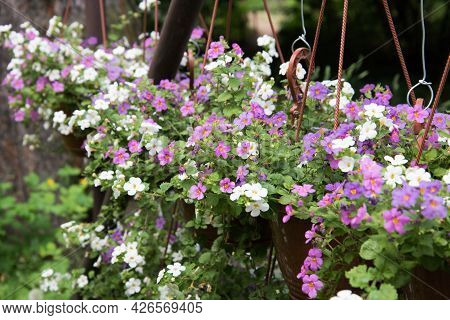 Cute Little Bacopa Flowers. Flowers Close-up Of Lilac, Pink And White