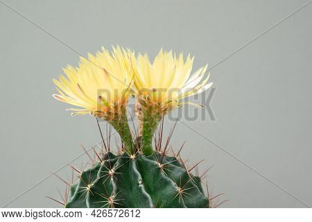A Cactus And Yellow Flower In A Pot With Nature Bokeh Background. Echinofossulocactus Phyllacanthus 