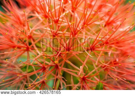The Blood Lily Or African Blood Lily Is Part Of The Scadoxus Multiflorus Or Scadoxus Puniceus, Also 