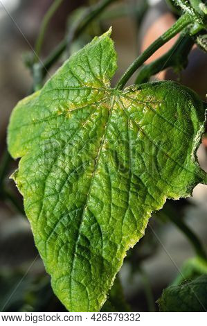 Olive Spotting Of Cucumber Is Fungal Disease Of Plant Of Pumpkin Family That Is Caused By Pathogen P
