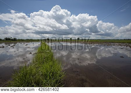 Rice Fields Filling With Water After Tropical Storm Showing Higher Walkways Built To Alow Farmers To