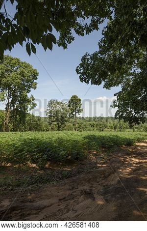 Tapioca Being Grown In The Depths Of The Jungle Causing Deforestation And Ecosystem Collapse Asia Th
