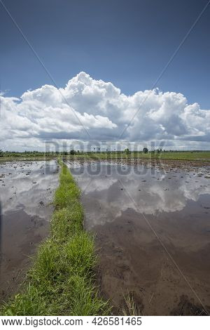 Rice Fields Filling With Water After Tropical Storm Showing Higher Walkways Built To Alow Farmers To