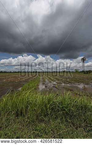 Rice Fields Filling With Water After Tropical Storm Showing Higher Walkways Built To Alow Farmers To