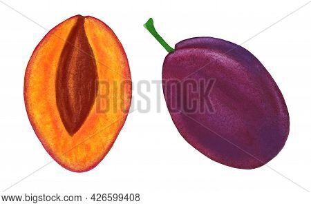 Juicy Prune Plum And Half With Big Pit. Ripe Watercolor Damson Fruit Isolated On White Background. C