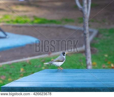 Noisey Miner Bird In A Suburban Sydney Park Nsw Australia