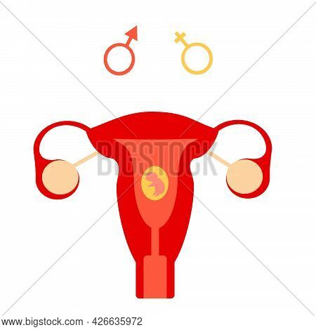 Illusion Of A Uterus With A Baby. The Gender Of The Child. Boy Or Girl. Expect A Baby. Pregnancy. Ut