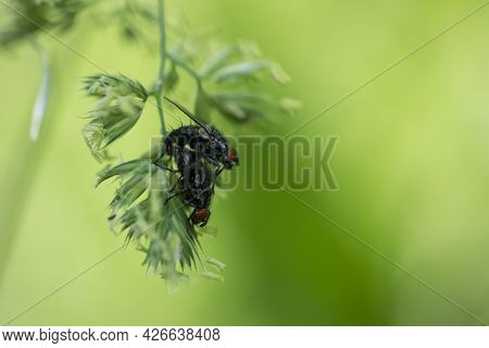 Pair Of Cluster Flies On The Blade Of Grass. Two Flies Mating, A Pair Of Flies, Isolated On Green Ba
