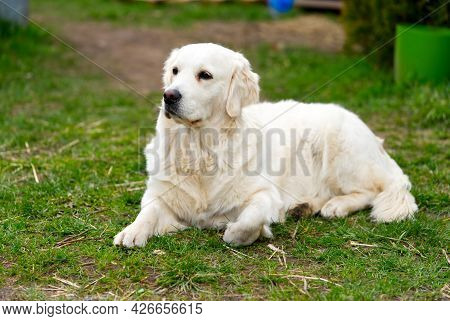 Labrodor, Retriever White Dog Lying Down In The Grass And Looking Forward