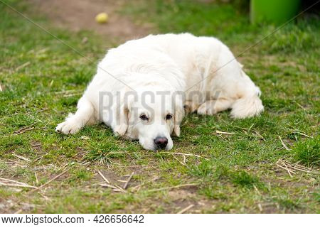 Labrodor, Retriever White Dog Lying Down In The Grass And Looking Forward
