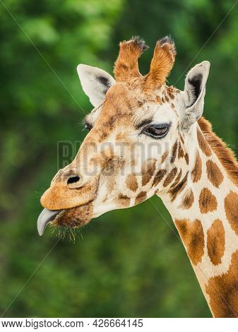 Cute Giraffe Portrait With Tongue Lolling Out.