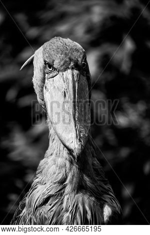 Shoebill, Balaeniceps Rex, Aka Whalehead, Whale-headed Stork Or Shoe-billed Stork. Black And White I