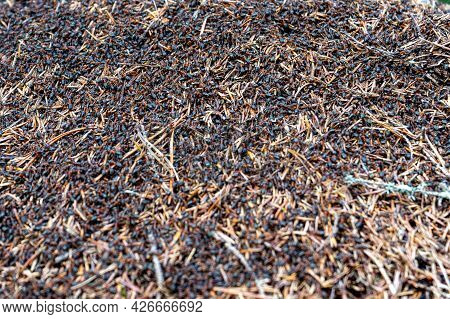 Anthill With Many Ants On The Surface. Black Forest Ants