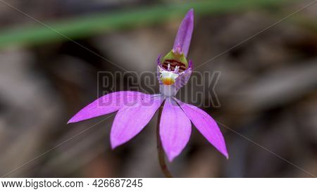 Close Up Of A Native Australian Native Orchid With The Common Name Pink Fingers