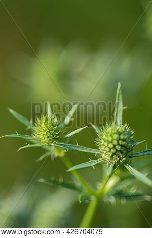 feverweed flower in the garden