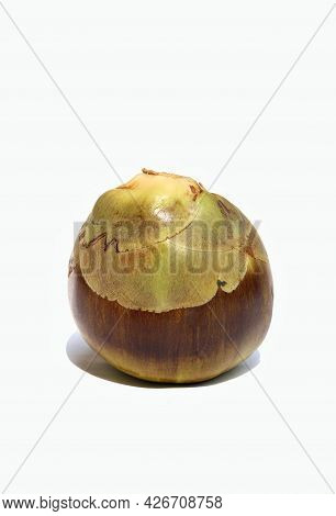 Closeup Of Palmyra Palm Or Ice Apple Isolated On White Background In Vertical Orientation, Also Know
