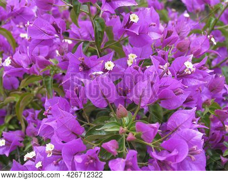 Beautiful Purple Flower Background Of Bougainvillea. High Quality Photo