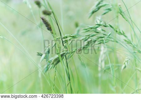 Nature Background With Wildgrass Under Sunlight. Selective And Soft Focus. Plant Background. Close U