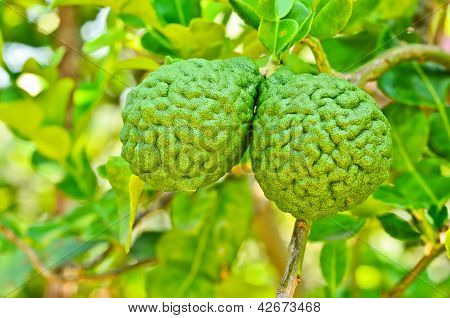 Bergamot op boom