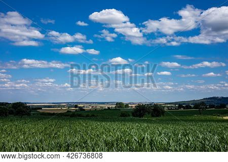 A Corn Field Under A Blue Sky With White Puffy Clouds. Mountains Of Sleza Massif In Background. Sobo
