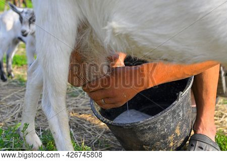 Pov Of A Dairy Farmer Hands Milking Goat. Farmer Milking A Goat On A Dairy Farm. The Owner Milking H