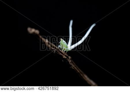 Leaf-hopper With Long Tails Stock Photo In Black Background