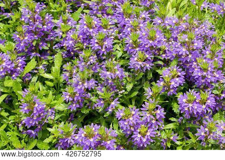 Fairy Fan Flower (scaevola Aemula), Hanging , Bedding Flower For Containers Or Window Decoration