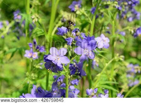 A Close-up On Polemonium Caeruleum, Jacob's-ladder, Greek Valerian Lavender-blue, Purple Flowers Blo