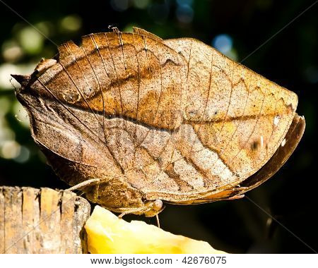 Liść motyl (kallima Inachos)
