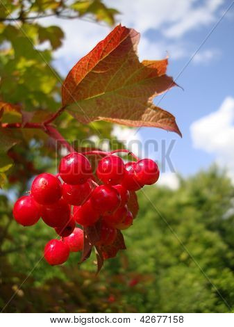 Rote Beeren Guelder rose