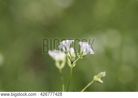 Dyer Woodruff Flower, Asperula Tinctoria