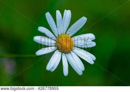 Close-up Of A Daisy In A Field. Shallow Depth Of Field
