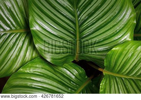 Close Up Of Striped Exotic Houseplant With Botanic Name `calathea Orbifolia't` Leaves
