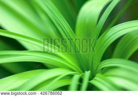 Palm Nolina Greens Close Up, Natural Background
