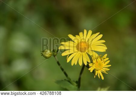 Stunning Flowering Yellow Leopard's Bane Flower Blossom.