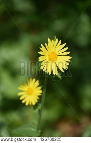 Blooming Yellow Leopard's Bane Flower Blossom In A Garden.
