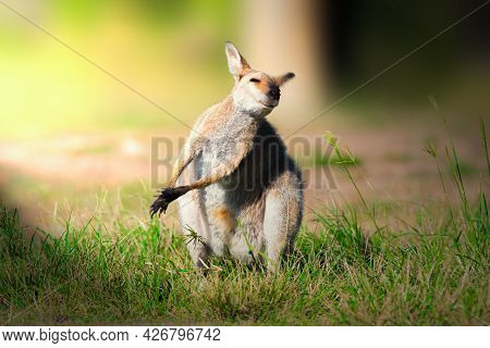 Wallaby