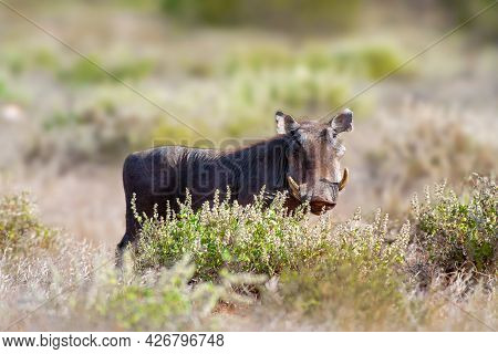 Warthog