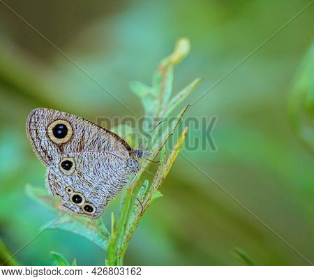 Common Fourring, Ypthima Huebneri, Butterfly Feeding On Flowers