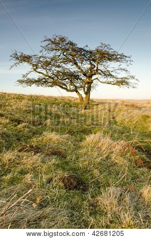 Single Tree