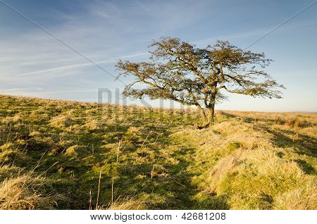 Moorland puu
