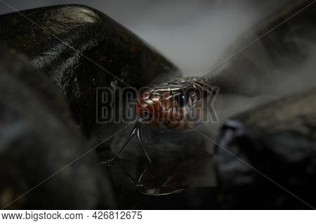 Drymarchon On The Background Of Cameos, Fog. Snake Art