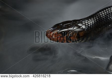 Drymarchon On The Dark Background. Snake Art, Close-up, Macro
